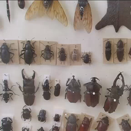 Einblick in die vielfältigen Sammlungen des Künstlers Hubertus Hess.