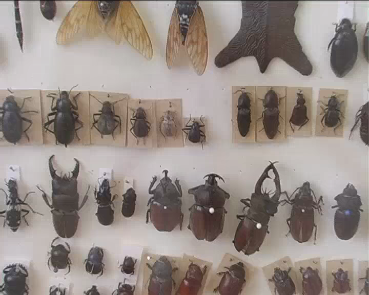 Einblick in die vielfältigen Sammlungen des Künstlers Hubertus Hess.